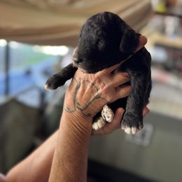 Bernedoodle, Double Doodle, and Saint Berdoodle Puppies from Remington Kennels, LLC