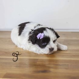 Wendy - Parti female Miniature Schnauzer puppy in Diamond Valley, Utah from JoJo's Schnauzers