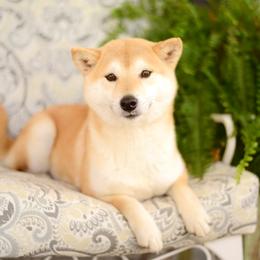 Yuri - Shiba Inu