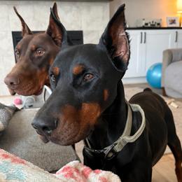 Doberman Pinscher puppies from Webb’s House of Doberman LLC