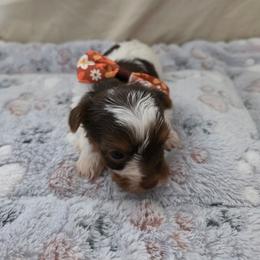Girly 3 - Chocolate, tan and white female Yorkshire Terrier puppy in Bucyrus, Ohio from Dyer's Beauties