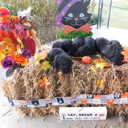 German Shepherd Puppies from Countryside Kennel