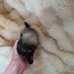 Puppy 5 - Wolf sable female Pomeranian puppy in Lebanon, Indiana from Duran's Huskies and Pomeranians