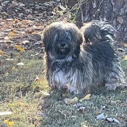 Oakley - Havanese