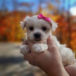 Companion Cross, Maltese, and Maltipoo Puppies from Seeking Shalom Acres Maltese, Maltipoos & Havamalts