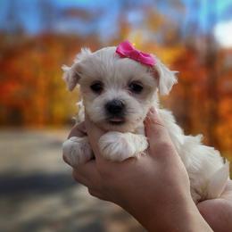 Companion Cross, Maltese, and Maltipoo Puppies from Seeking Shalom Acres Maltese, Maltipoos & Havamalts