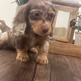 Dachshund and Goldendoodle Puppies from Redlands Farm