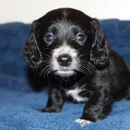 Muffin - Black female Dachshund puppy in Roanoke, Alabama from 3B Doxies