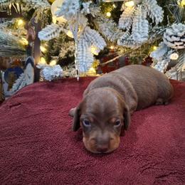 Boy 1 - Chocolate and tan male Dachshund puppy in Farmerville, Louisiana from Hancock House of Basset Hounds & Mini Dachshunds
