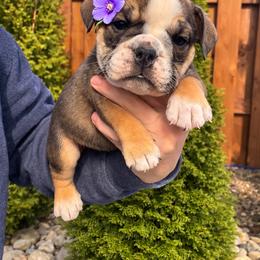 Justine-Willa - Fallow female Bulldog puppy in Marysville, Washington from English Bulldogs WA