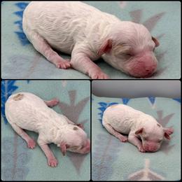 Girl 4 - Parti female Poodle puppy in Wheatland, California from Sapphire Ridge Poodles