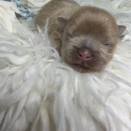 Moonbeam - Lilac male Shih Tzu puppy in Seattle, Washington from Shih Tzu’s  ‘N’ Love