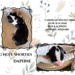 Daphne - Black and white female Cardigan Welsh Corgi puppy in Casper, Wyoming from Flying Note Shorties
