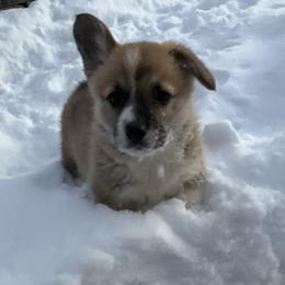 Delight - Red female Pembroke Welsh Corgi puppy in Morgantown, Pennsylvania from GoldStar Corgis (License Number 18519)