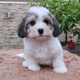 Cavachon, Cavalier King Charles Spaniel, Cavapoo, and Havanese Puppies from Peaks Pups & Cavachon Love Chocolate Cavaliers, Cavaliers, Cavachon’s, Cavapoos & Havanese