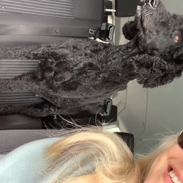 Sophie - Goldendoodle