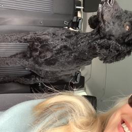 Sophie - Goldendoodle