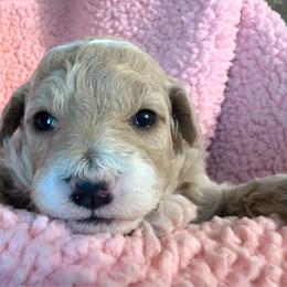 CeCe - Apricot female Cavapoo puppy in Camden, Michigan from FurEver Friends Finder