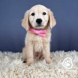 Bowser - Cream male Companion Cross puppy in Utah County, Utah from Big Hearted Breeders