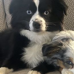 Miniature Australian Shepherds from Grace River Aussies