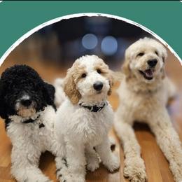 Aussiedoodles, Goldendoodles, and Labradoodles from Shire Sires & Dams