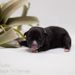 Ducky - Black tri Miniature American Shepherd puppy in Groesbeck, Texas from Empire Miniature American Shepherds
