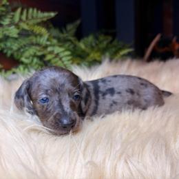 Valora - Dapple female Dachshund puppy in Washburn, Tennessee from Clinch Mountain Dachshunds