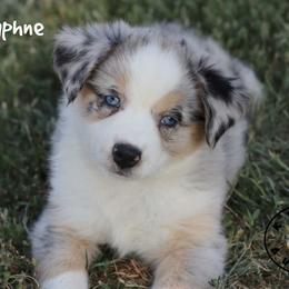 Daphne - Blue merle female Miniature Australian Shepherd puppy in Garden Plain, Kansas from Krazy K Aussies