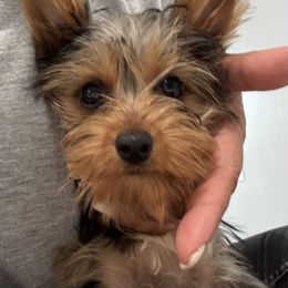Nailah - Liver female Yorkshire Terrier puppy in Ocala, Florida from Yorkie  And Shih Tzu Love