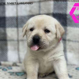 Pink collar - Yellow female Labrador Retriever puppy in Beaverdam, Virginia from Riverside Sunset Labrador Retrievers
