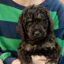 Ms. Perumal - Phantom female Poodle puppy in Grimsley, Tennessee from Above Standard Poodles
