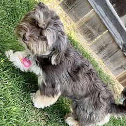 Oakli - Havanese