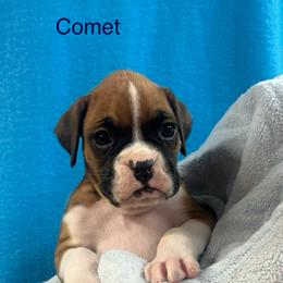 Comet - Fawn male Boxer puppy in Elyria, Ohio from Just-A-Wyn Boxers