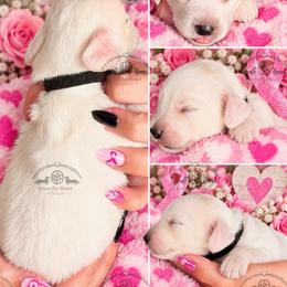 Mr. Black-3400 - Dapple male Dachshund puppy in Sparr, Florida from From the Heart Doxies