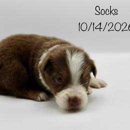Boy 4 (Socks) - Red tri-color male Australian Shepherd puppy in Brooker, Florida from 🐾 The Great Bambino SunState Aussies!