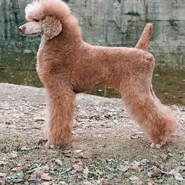 Delilah - Poodle