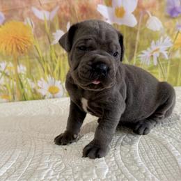 Virgil- Grey(blue) male - Gray male Cane Corso puppy in Loogootee, Indiana from Walnut Creek Cane Corso