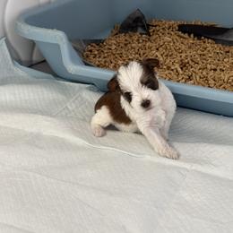 Jasper - Parti male Miniature Schnauzer puppy in Kingsport, Tennessee from Olde Tyme Miniature Schnauzer’s