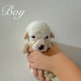 Frosted Flakes - Cream male Goldendoodle puppy in Atlantic Beach, Florida from Glamorous Golden Doodles