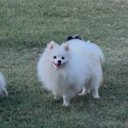Buddy - White male Pomeranian puppy in Rockwall, Texas from MAK Poms