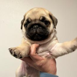 Barnacle - Fawn male Pug puppy in Glendale, Oregon from Azalea Pugs