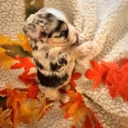Apollo - Black tri male Miniature Australian Shepherd puppy in California from Elsa’s lil Wiggle Butts