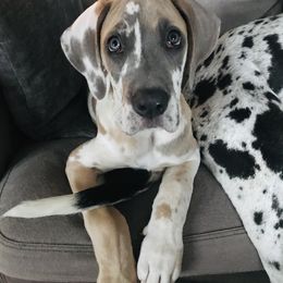 Great Dane Puppies from Buffalo Creek Great Danes