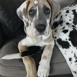Great Dane Puppies from Buffalo Creek Great Danes