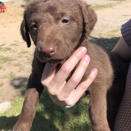 Chesapeake Bay Retrievers from Kilbourn Chesapeakes