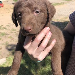 Chesapeake Bay Retrievers from Kilbourn Chesapeakes