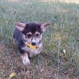 Uh-Huh Little Rascals - Black and tan male Pembroke Welsh Corgi puppy in Redfield, Kansas from Owenby's Corgi's