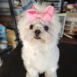 Luna - Maltese