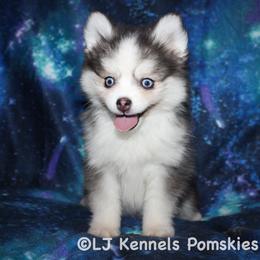 Orange - Black and white male Pomsky puppy in Centerville, Iowa from LJ Kennels Pomskies, LLC