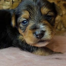 Yorkshire Terrier Puppies from Amy Timpe
